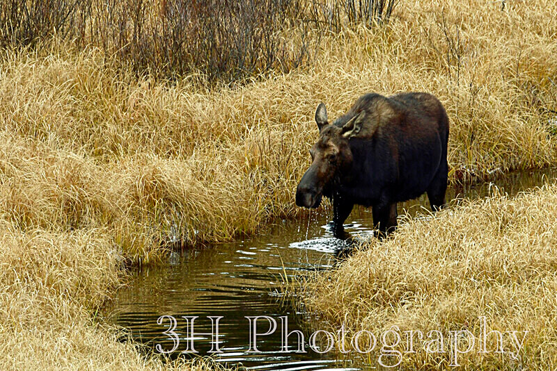 _DSC3189 - Moose & Pronghorn (Antelope)