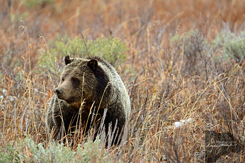 Curious 399_6118 - Grizzly #399 - Queen of the Tetons