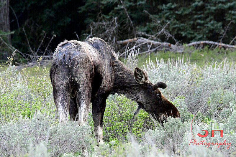 3HPhotography5-19-25_GTNP_255_ - Grand Teton NP Spring Shoot - May 2025