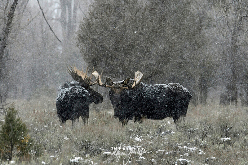 3HPhotography_Grand_Teton_OCT2025_00210 - Grand Teton NP Fall Adventure - OCT 2025
