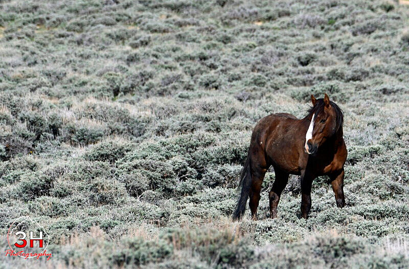 3HPhotog6-2-24_SW-WYO_3HR16596_Wild Horses - Bison & Horses