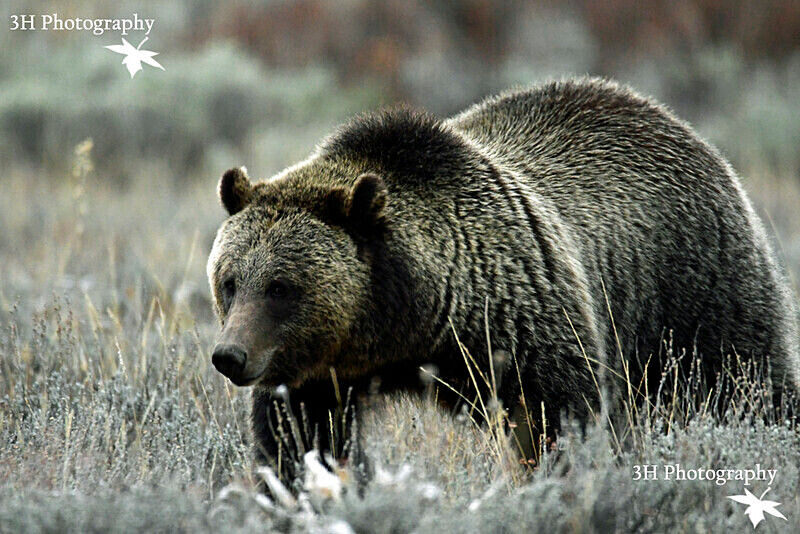 _DSC7232 - Bears: Grizzly & Black Bears
