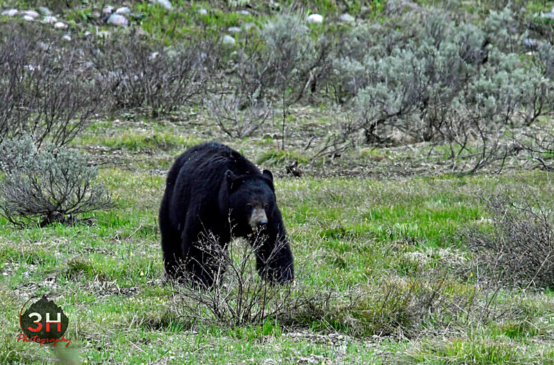 3HPhotography5-20-25_GTNP_361_ - Grand Teton NP Spring Shoot - May 2025