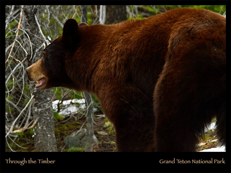 2026 Wildlife Images From Nature Calendar AUG PHOTO - The 2026 Wildlife Images Calendar Pictures