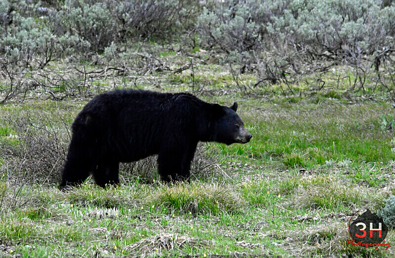 3HPhotography5-20-25_GTNP_370_ - Grand Teton NP Spring Shoot - May 2025