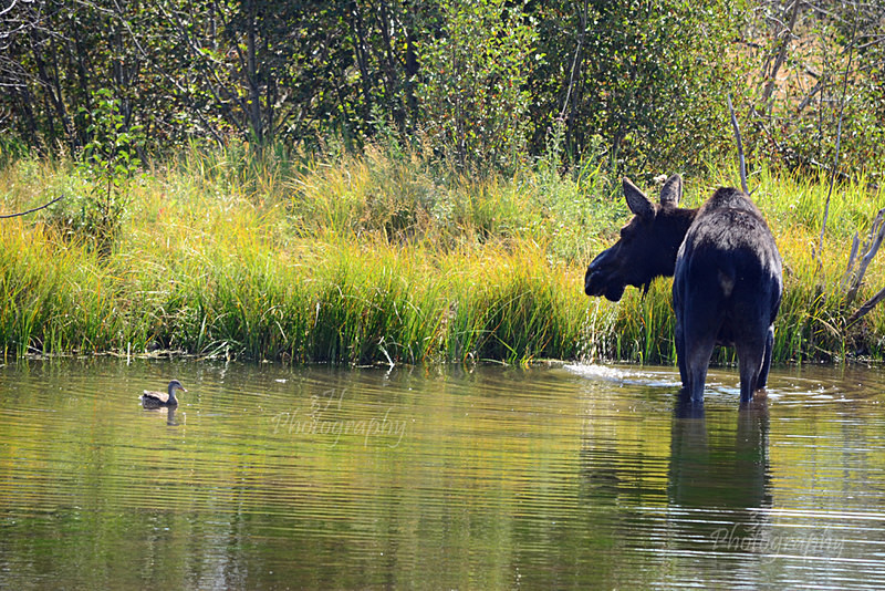 The Princess  The Queen - Moose & Pronghorn (Antelope)