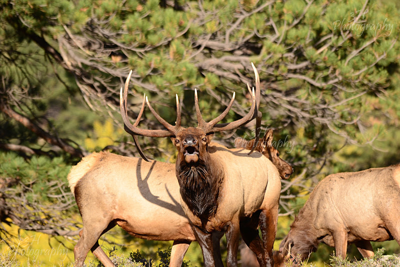 Timber Scream - Elk & Deer