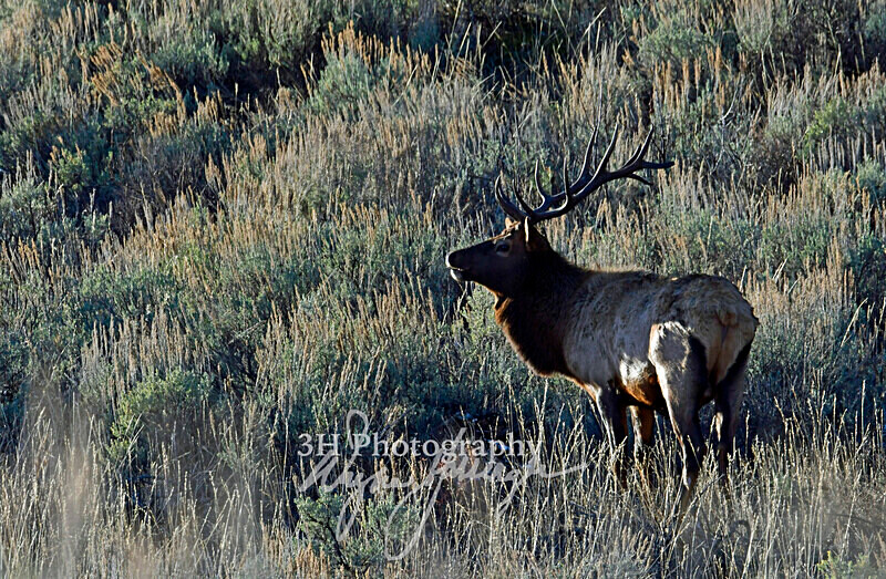 3HPhotography_Grand_Teton_OCT2025_00677 - Grand Teton NP Fall Adventure - OCT 2025