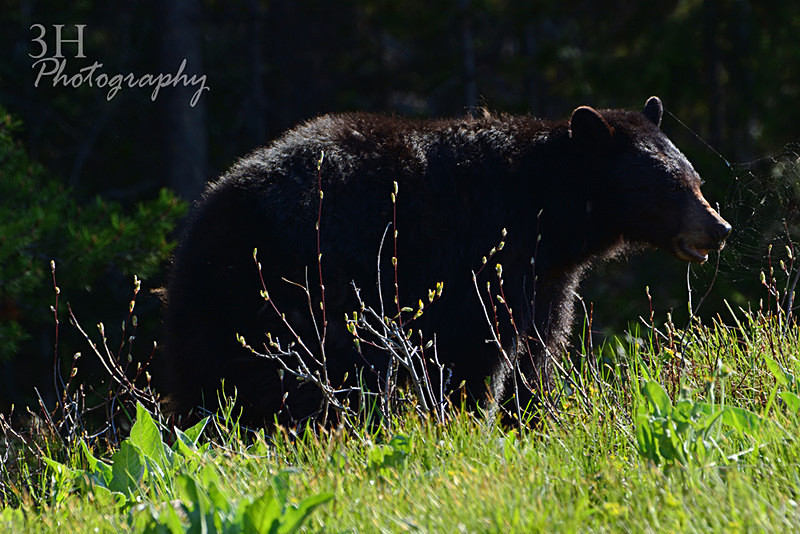 Stuck On You_0974 - GTNP 2016 Watermarked - 3H Note Card Images