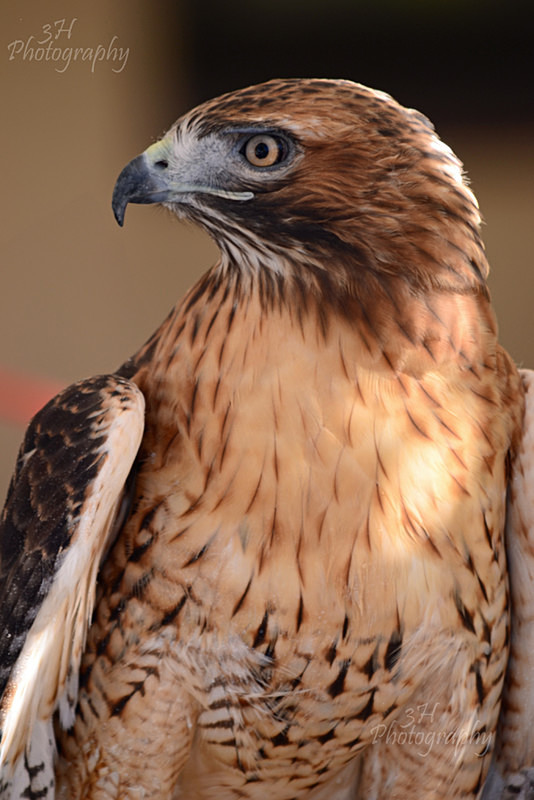 Majestic Hunter - Raptors & Other Winged Friends