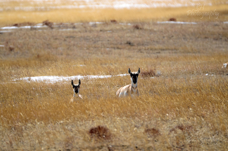 8206_Laramie County - Moose & Pronghorn (Antelope)
