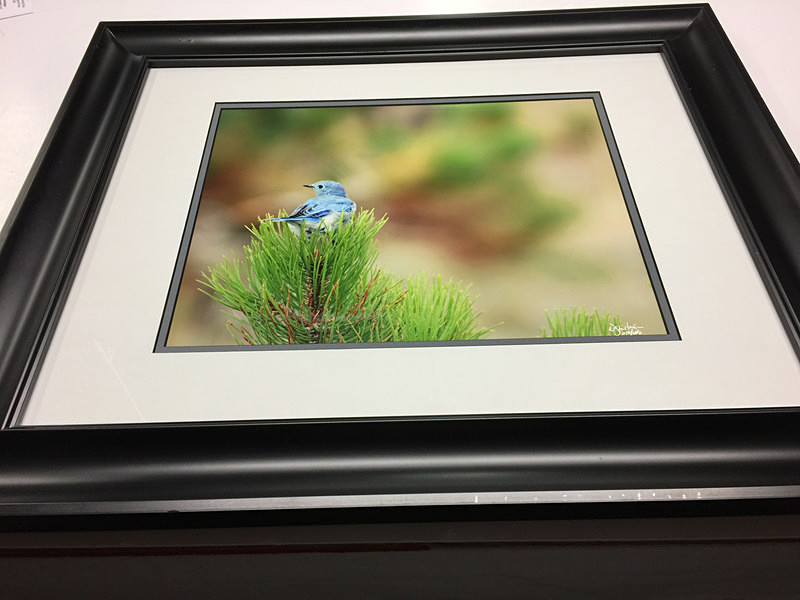 Little Beauty Framed  Matted - Finished Artwork