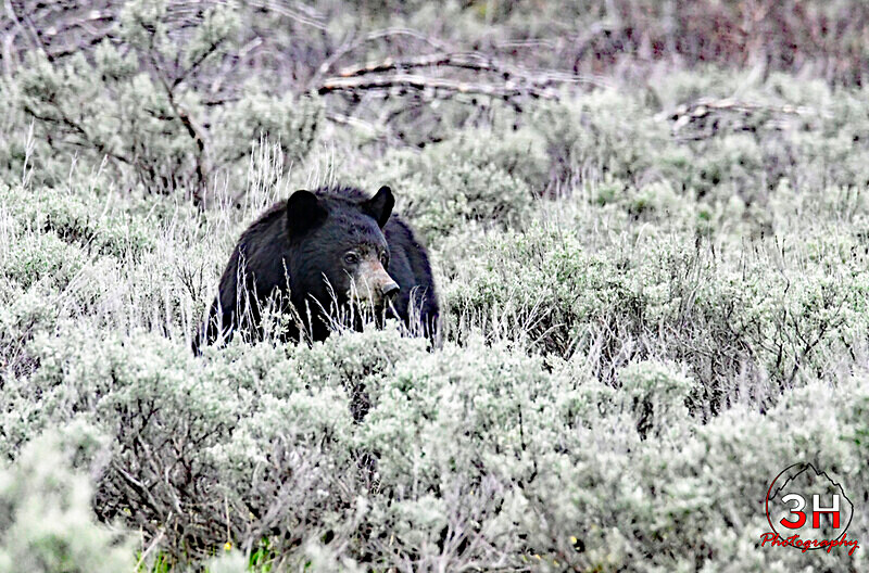 3HPhotography5-19-25_GTNP_132_ - Grand Teton NP Spring Shoot - May 2025