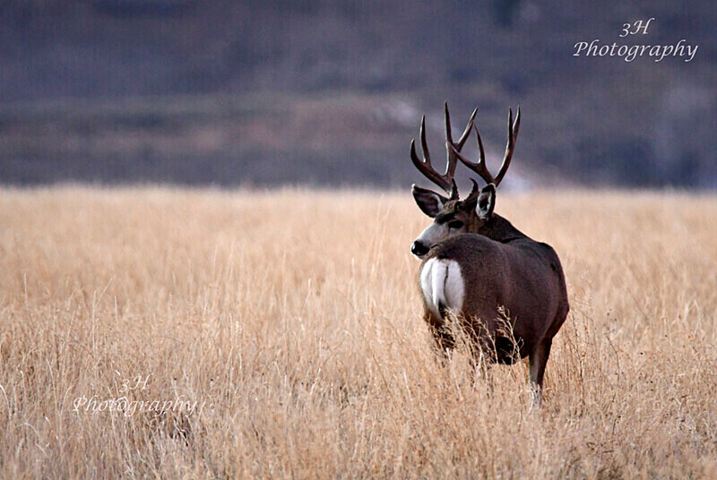 _DSC2165 - Elk & Deer