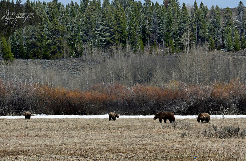 _DSC1234 - Bears: Grizzly & Black Bears