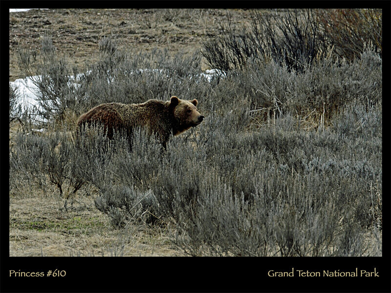 2026 Wildlife Images From Nature Calendar FEB PHOTO - The 2026 Wildlife Images Calendar Pictures