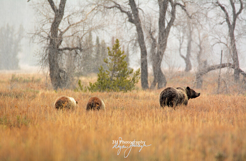 Mamas Watchful Eyes_2299 - Grizzly #399 - Queen of the Tetons