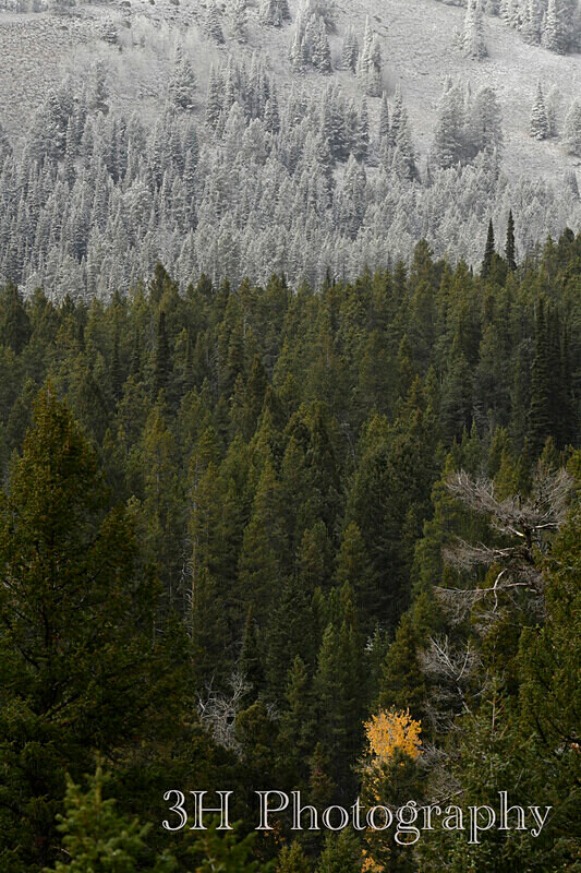 _DSC3250 - Grand Teton & Yellowstone National Park Landscapes