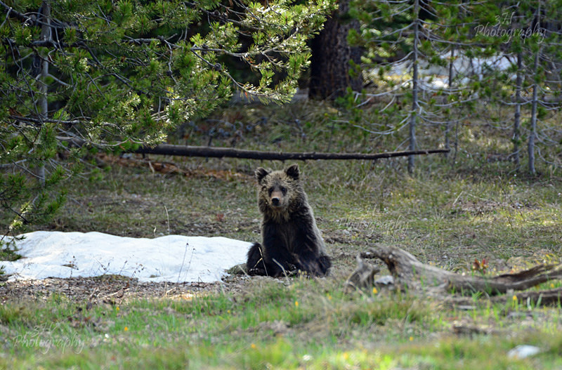 Taking A Break - Bears: Grizzly & Black Bears