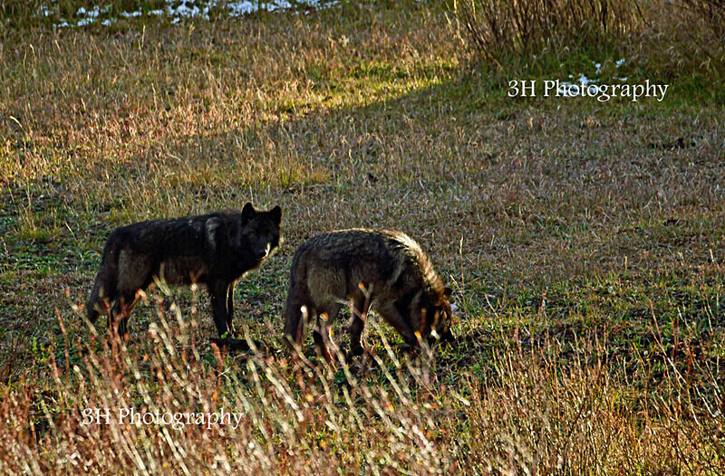 _DSC6259 - Wolves, Foxes & Coyotes