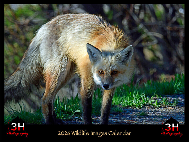2026 Wildlife Images From Nature Calendar COVER PHOTO - The 2026 Wildlife Images Calendar Pictures