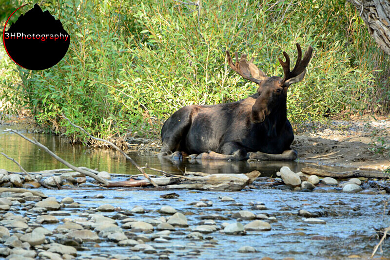  - Moose & Pronghorn (Antelope)