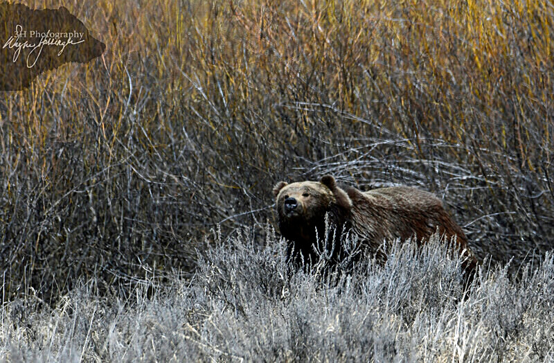 _DSC3579 - Bears: Grizzly & Black Bears