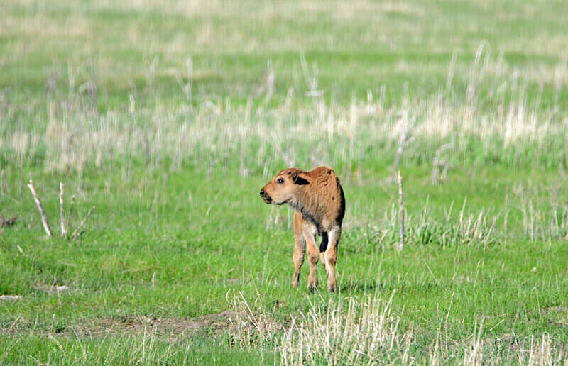 _DSC7992 - Bison & Horses