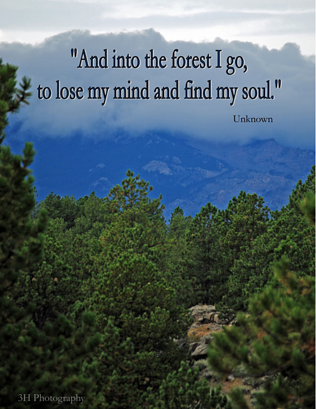 Forest Motivational Poster - Inspirational Office & Classroom Art