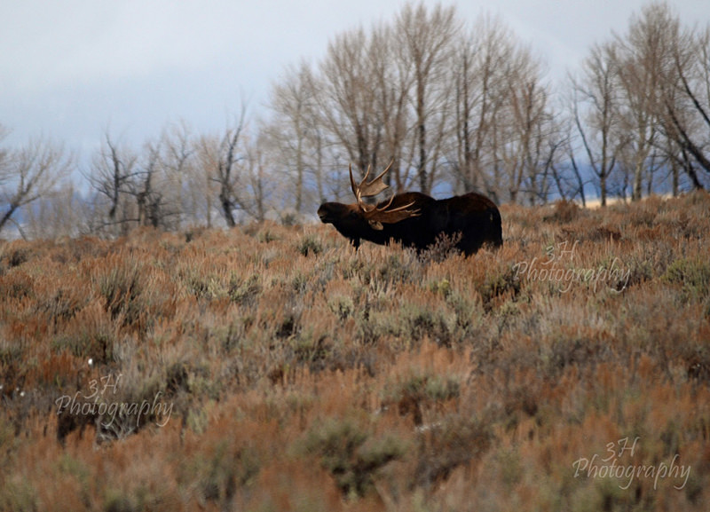 Grand Teton Shake - Moose & Pronghorn (Antelope)