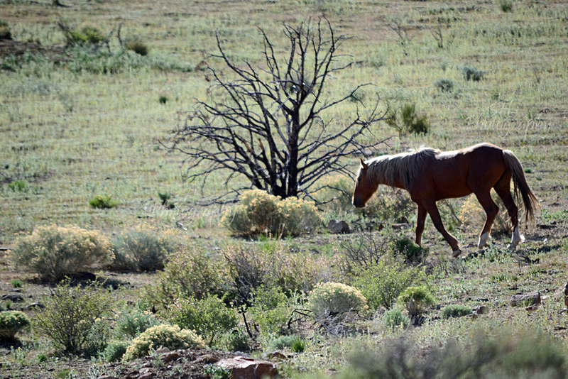 Wild Horse Herd Stallion - Bison & Horses
