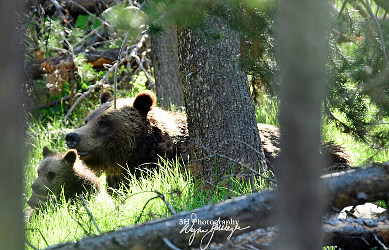 Timber Time - Grizzly 399_0995 - Grizzly #399 - Queen of the Tetons