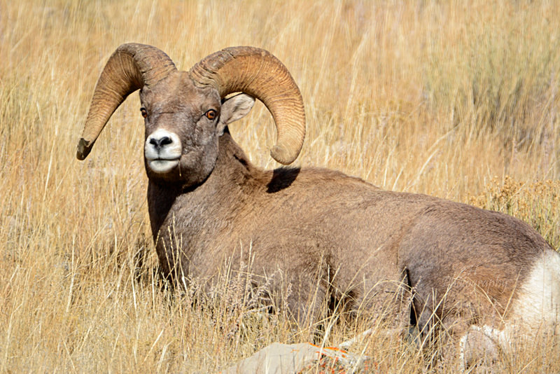 Fall Refuge Ram - Big Horn Sheep & Mountain Goats