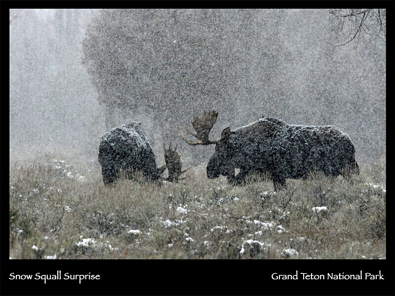 2026 Wildlife Images From Nature Calendar JAN PHOTO - The 2026 Wildlife Images Calendar Pictures