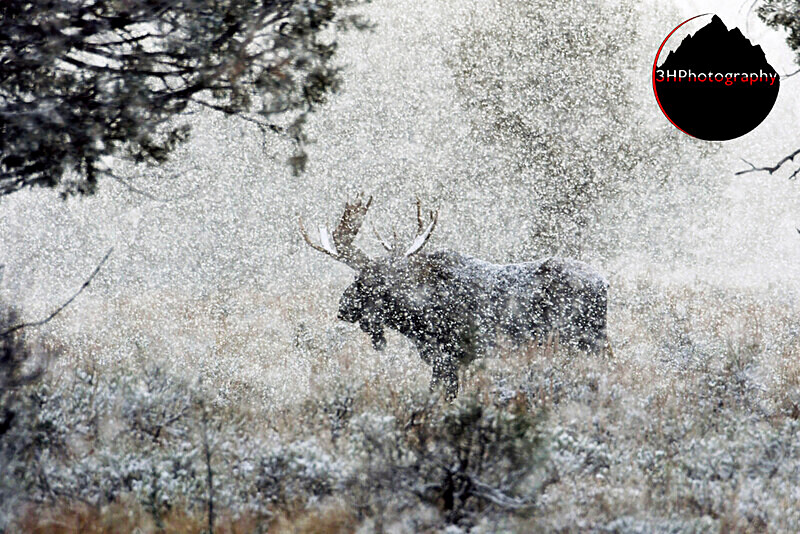 _DSC4543 - Moose & Pronghorn (Antelope)