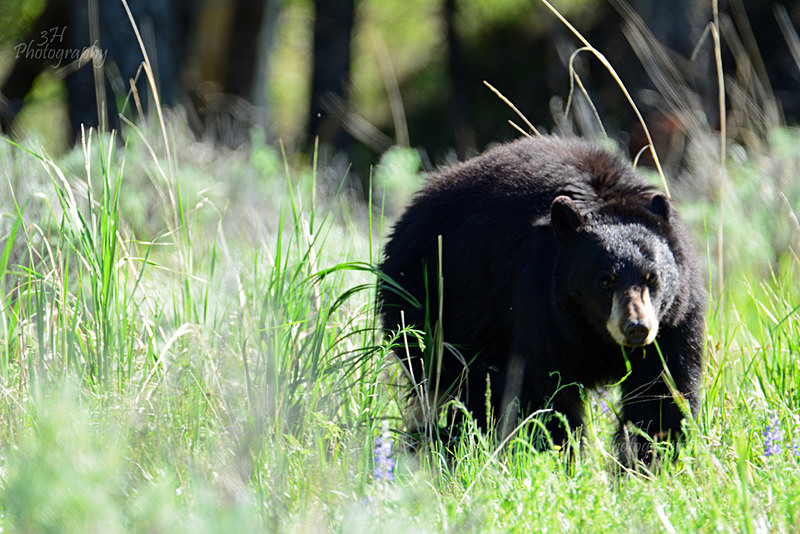Blacktail Plateau Black Bear - Bears: Grizzly & Black Bears