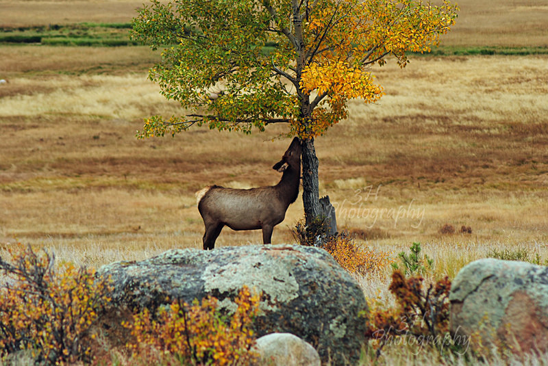 Sunday Afternoon Stretch - Elk & Deer