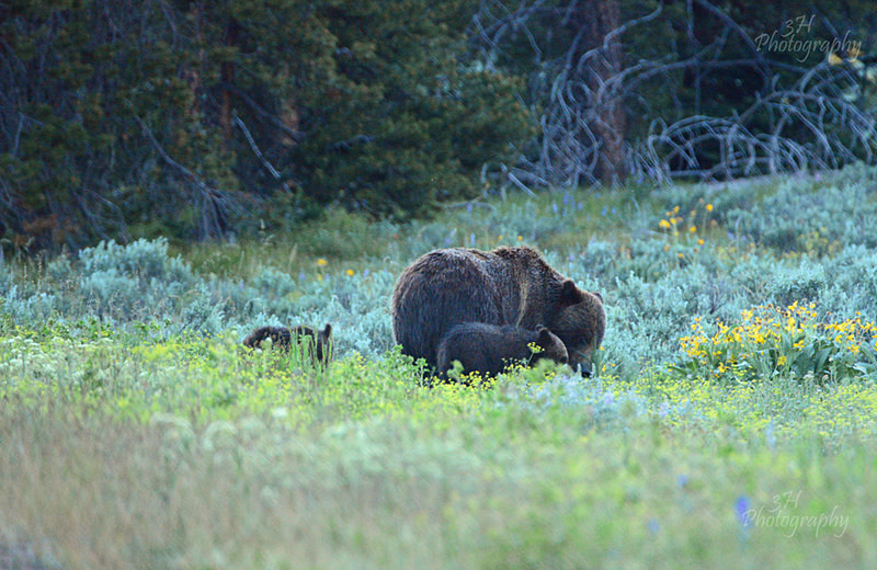 Kids Are In Trouble 399 - Bears: Grizzly & Black Bears