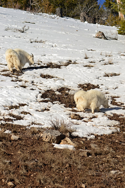 Masters of the Mountain - Big Horn Sheep & Mountain Goats