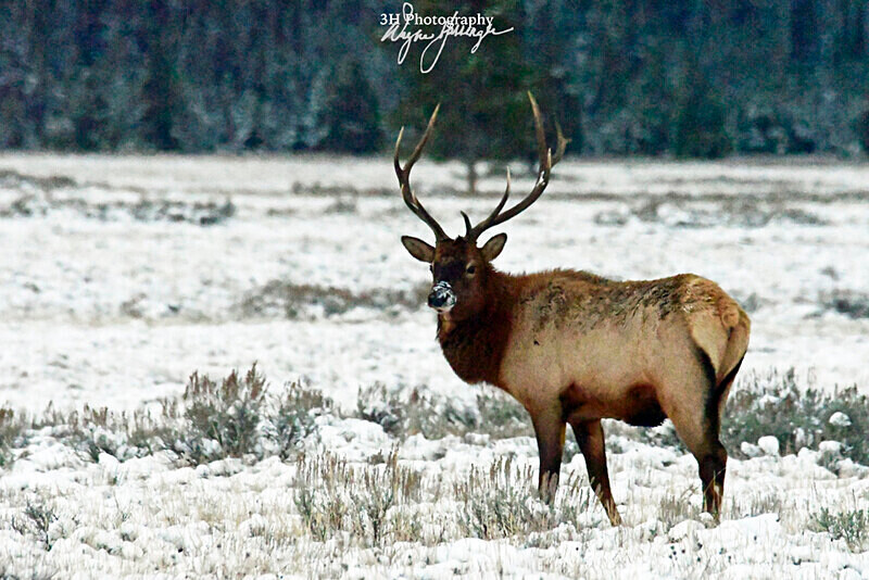 3HPhotography_Grand_Teton_OCT2025_00293 - Grand Teton NP Fall Adventure - OCT 2025