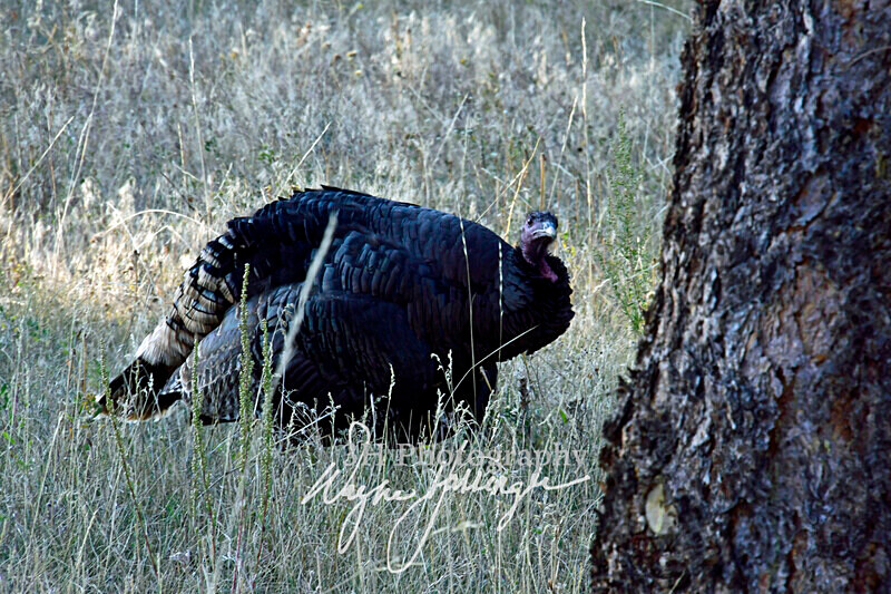 3HPhotography10-6-24_RMNP_0354_ - New Limited Editions - Rocky Mountain National Park