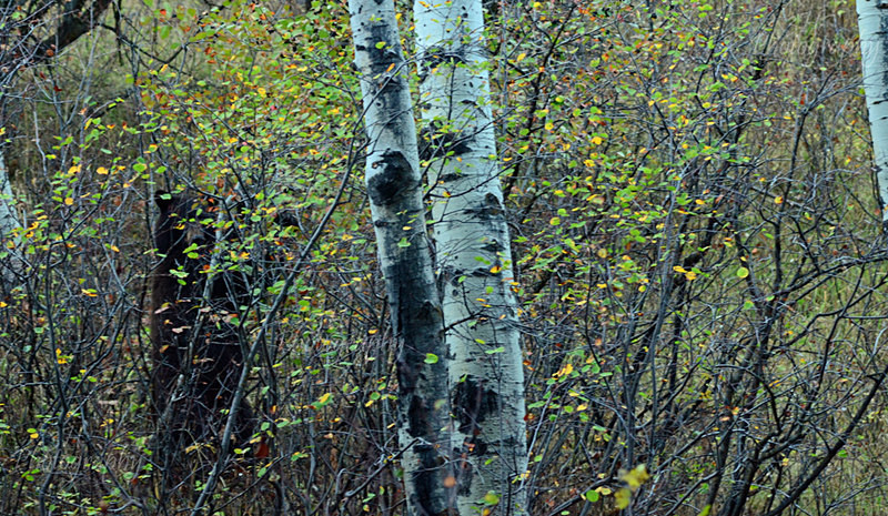 Can You See Me - Bears: Grizzly & Black Bears
