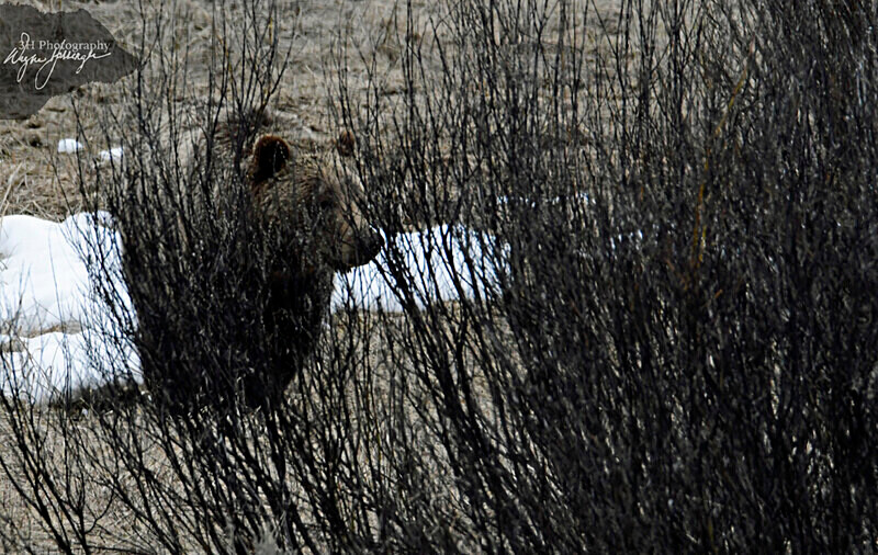 _DSC2707 - cropped - Bears: Grizzly & Black Bears