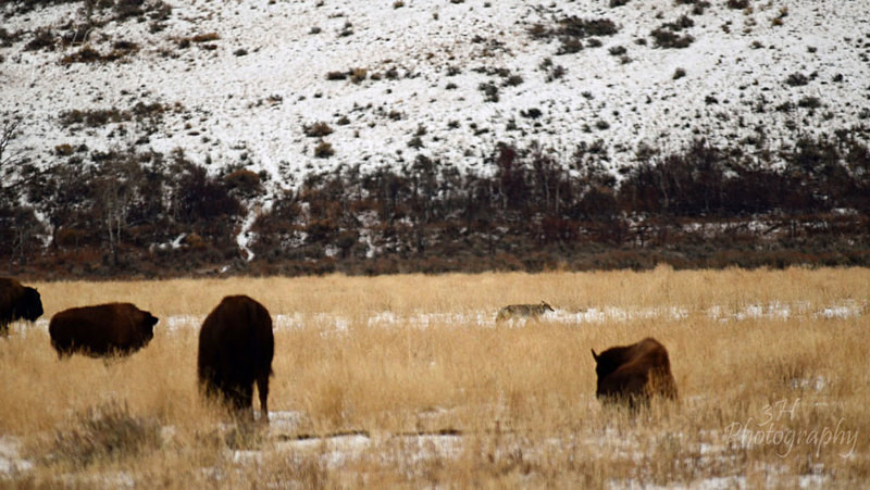Unwelcome Visitor - Wolves, Foxes & Coyotes