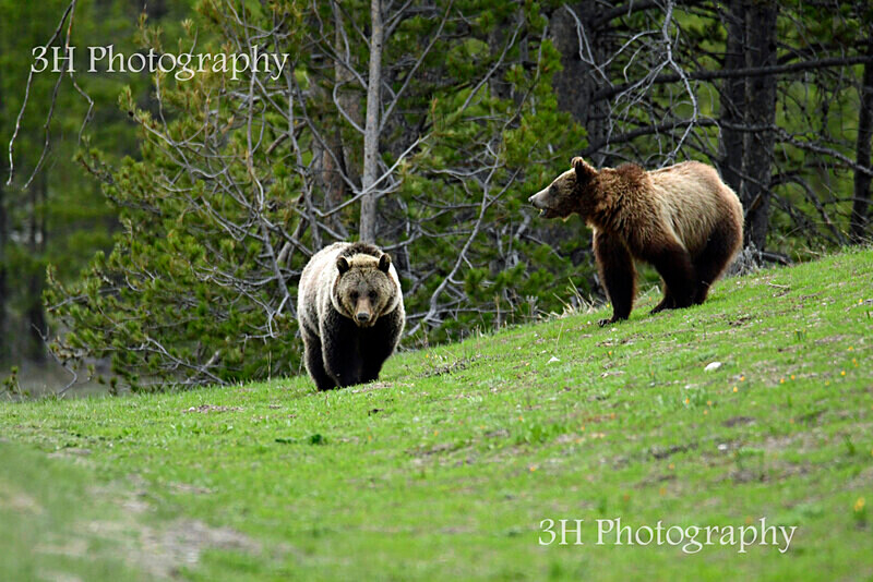 _DSC9320 - Bears: Grizzly & Black Bears