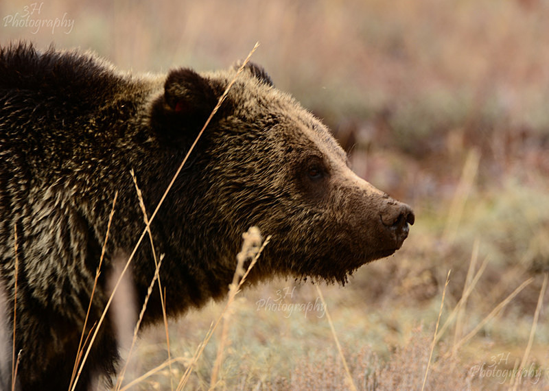 399 - Bears: Grizzly & Black Bears