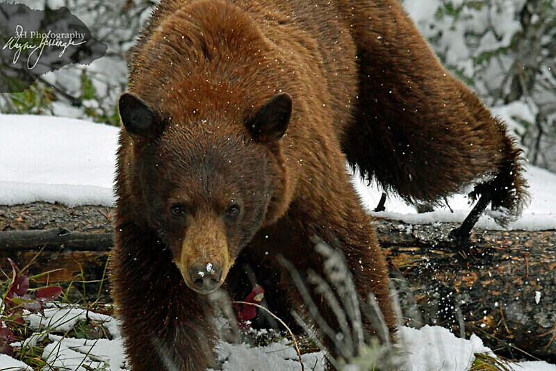 _DSC2799 - Bears: Grizzly & Black Bears