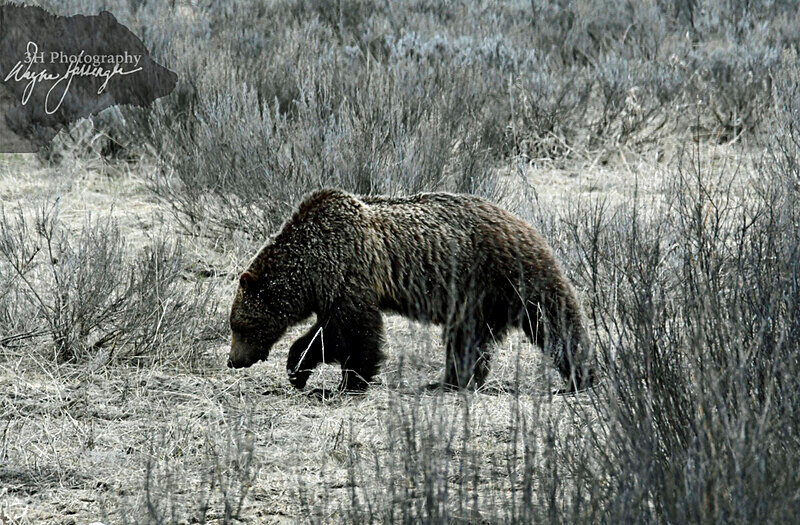 _DSC2622 - Bears: Grizzly & Black Bears