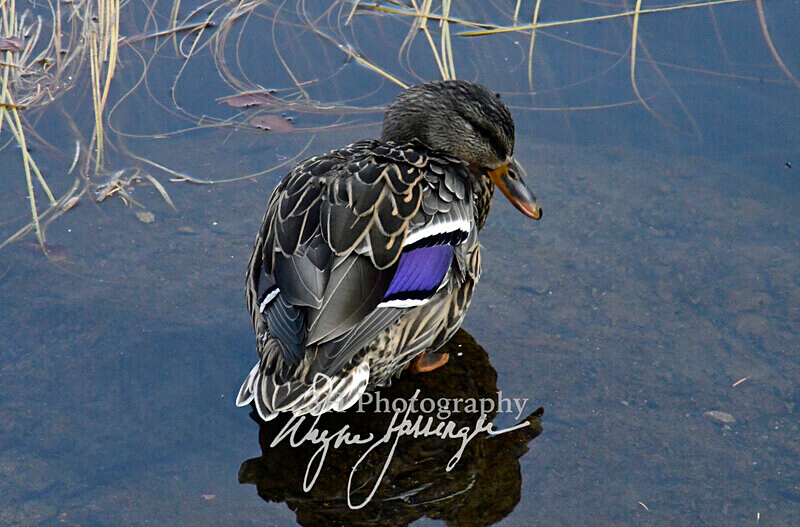 3HPhotography10-6-24_RMNP_0207_ - New Limited Editions - Rocky Mountain National Park