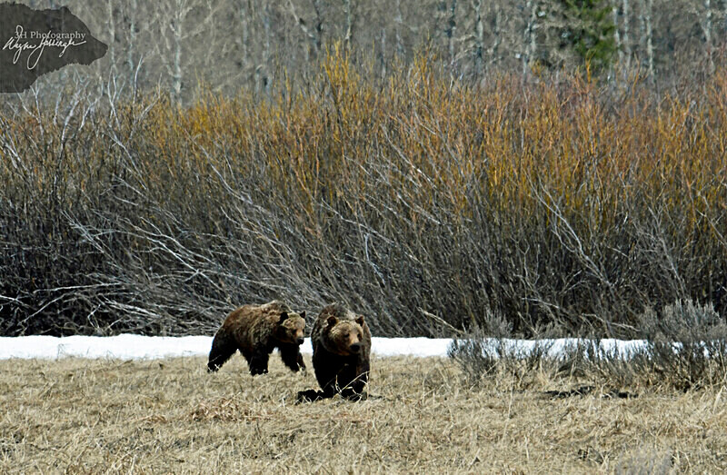 _DSC1208 - Bears: Grizzly & Black Bears
